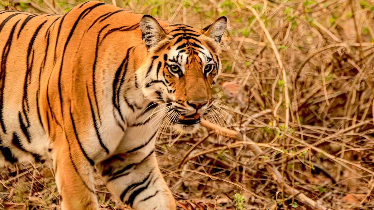 En busca del Tigre de Bengala